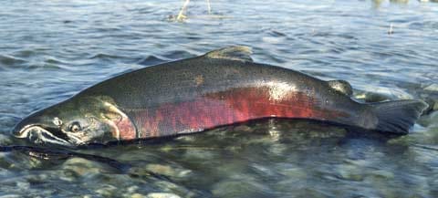 Salmon