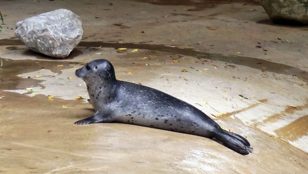 Seal