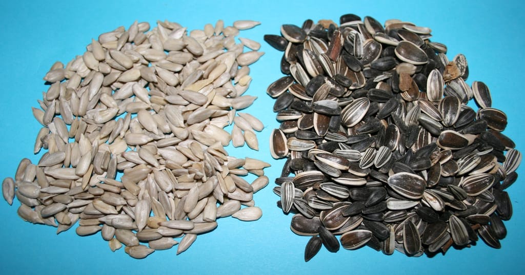 Seed