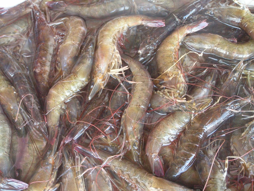 Shrimp