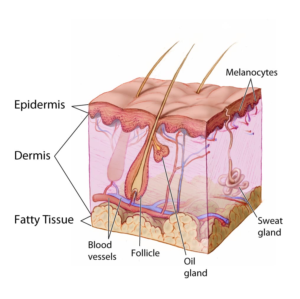 Skin