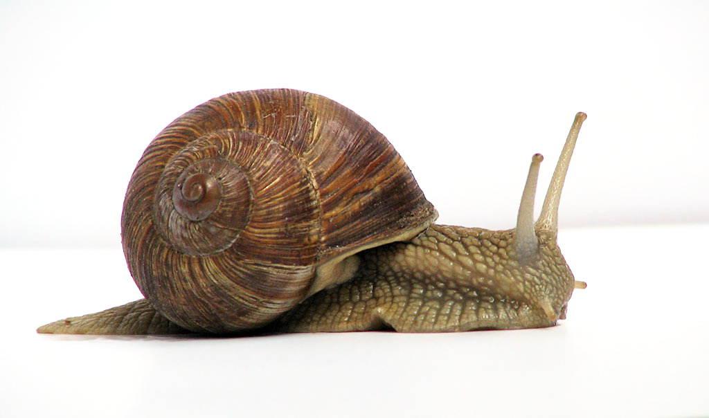 Snail