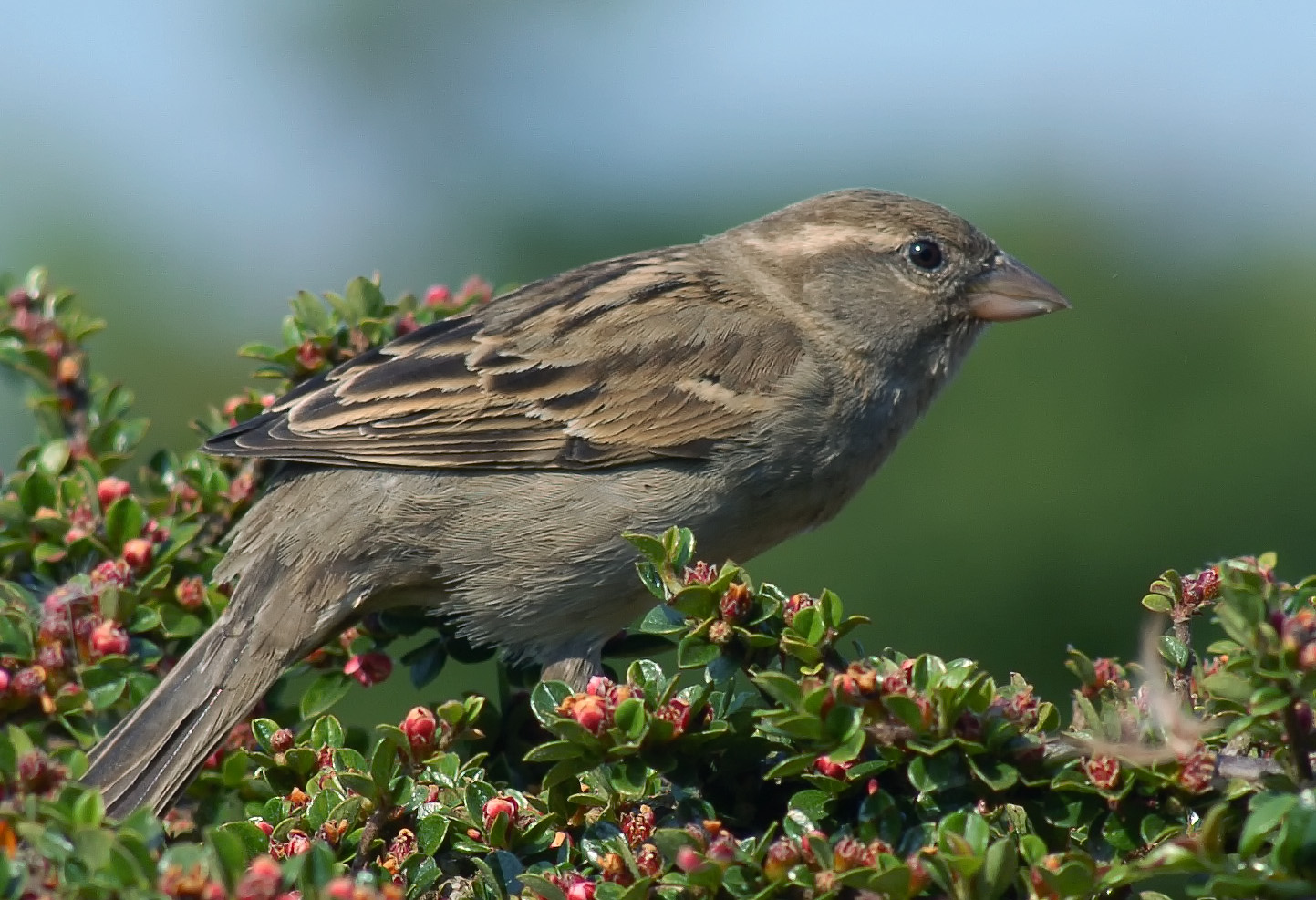 Sparrow