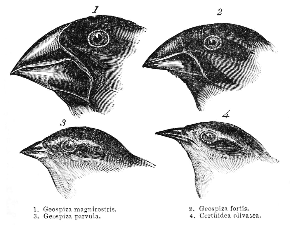 Species