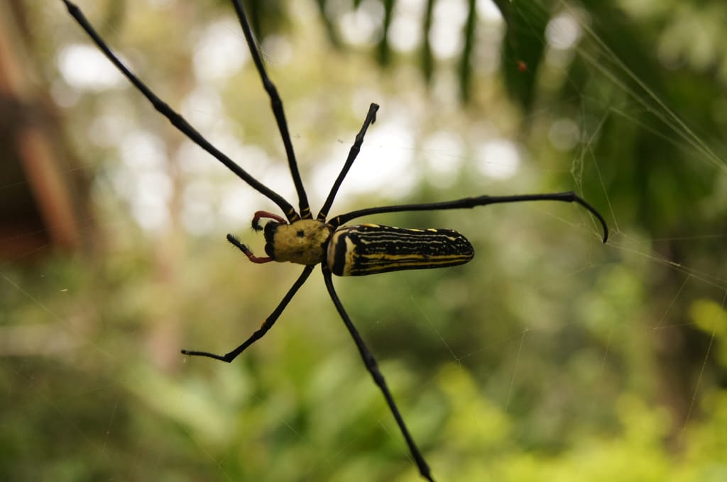 Spider