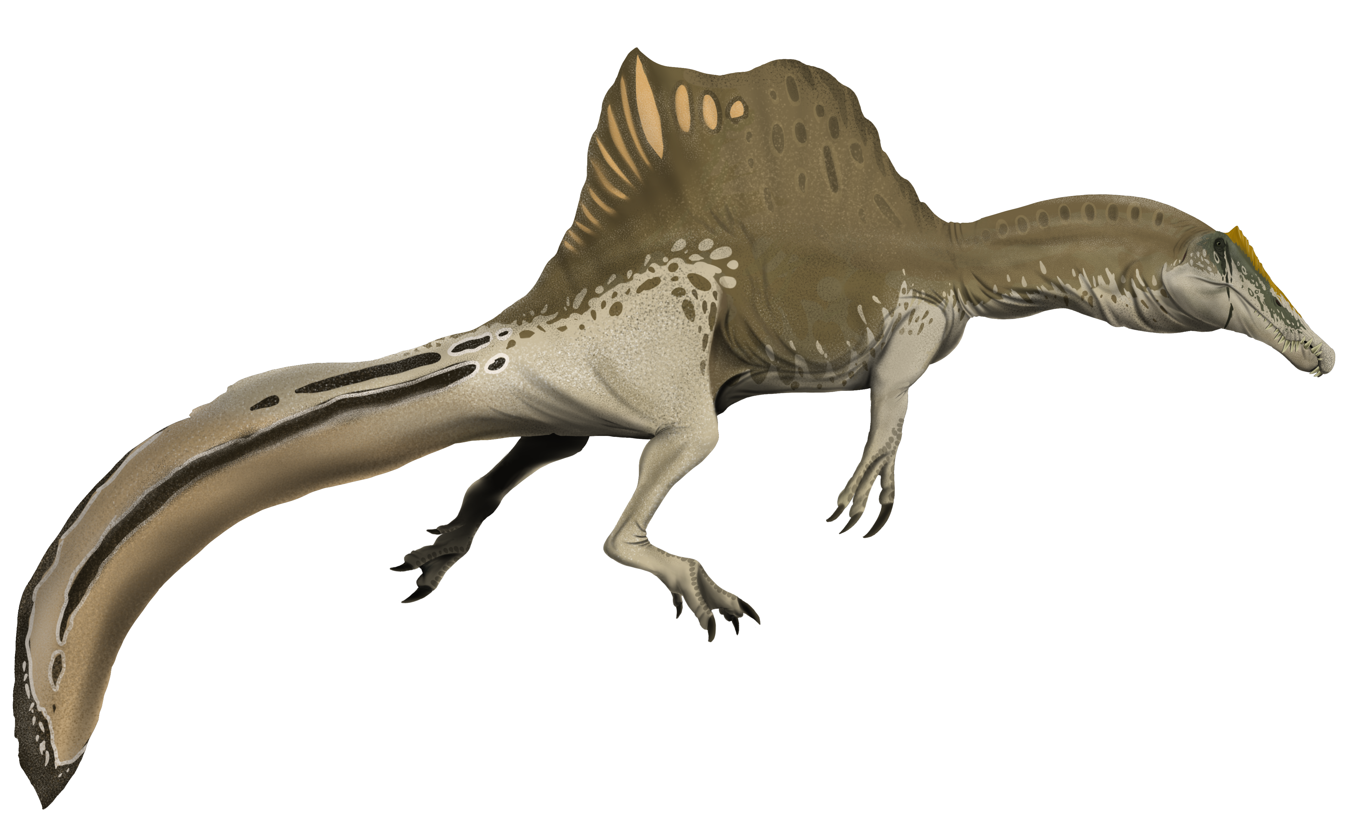 Spinosaurus