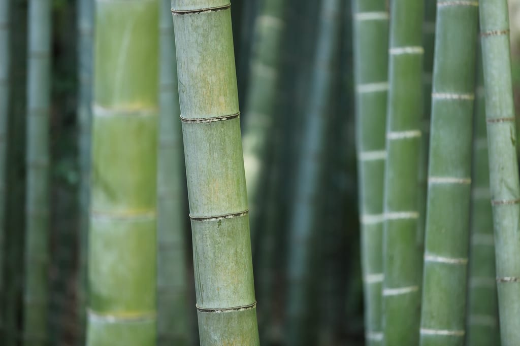 Stem