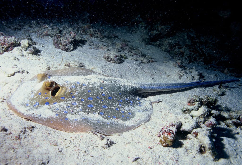 Stingray