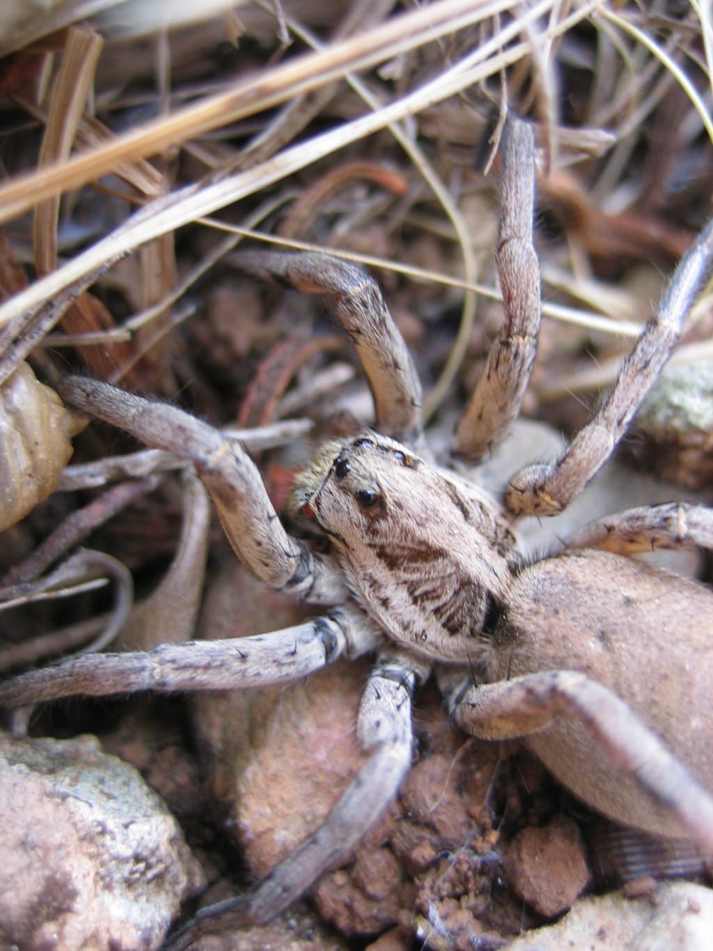 Tarantula