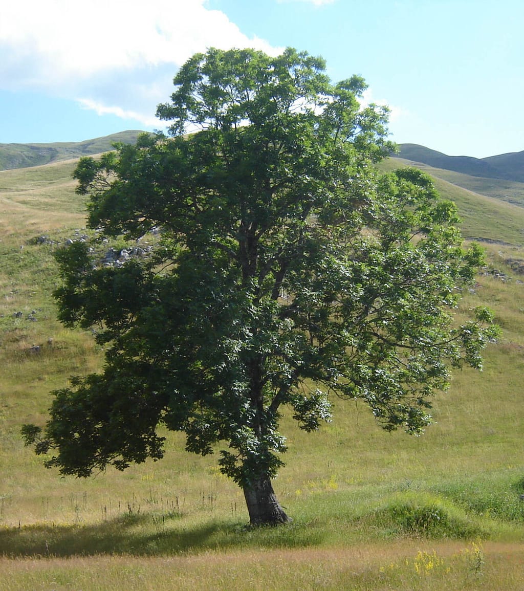 Tree