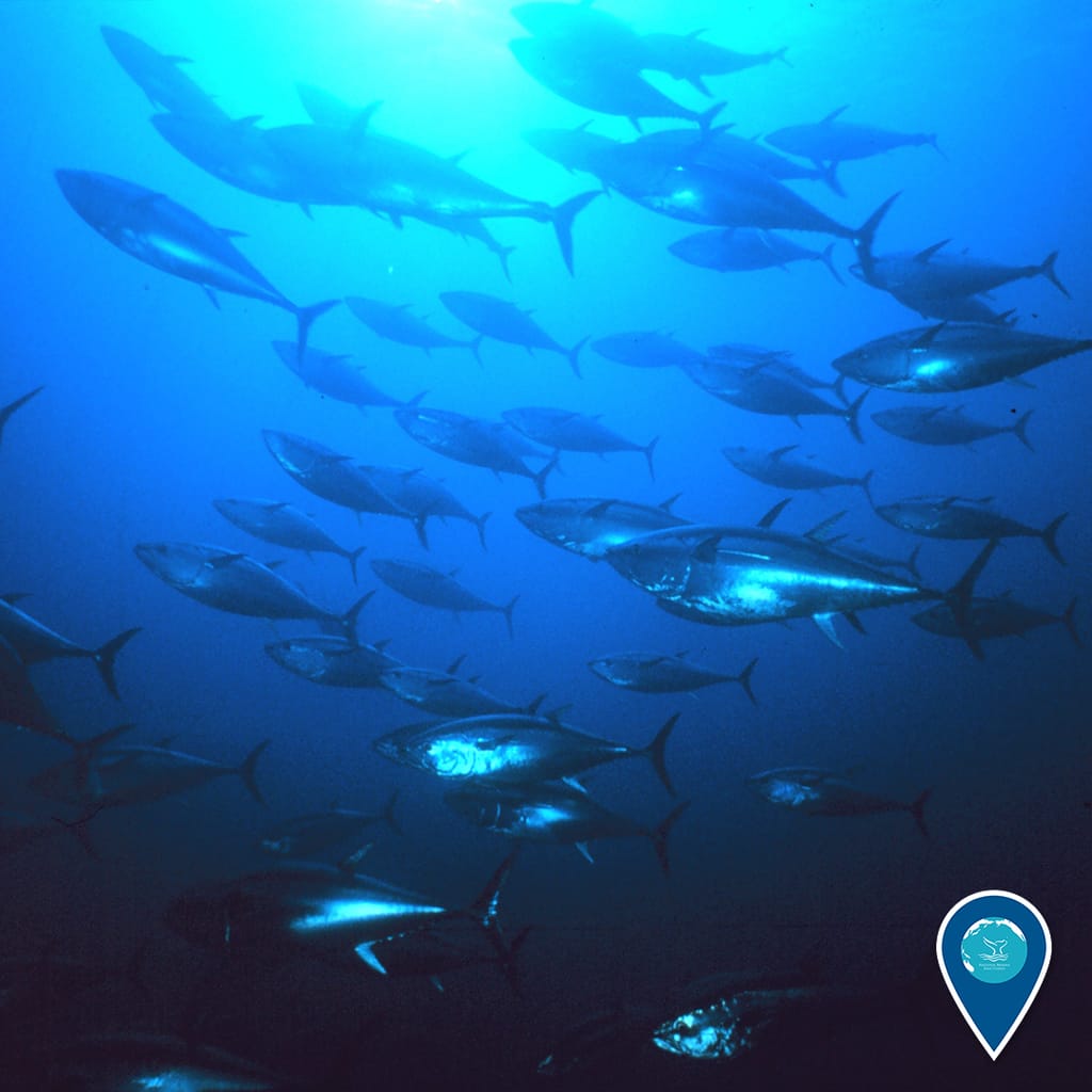 Tuna