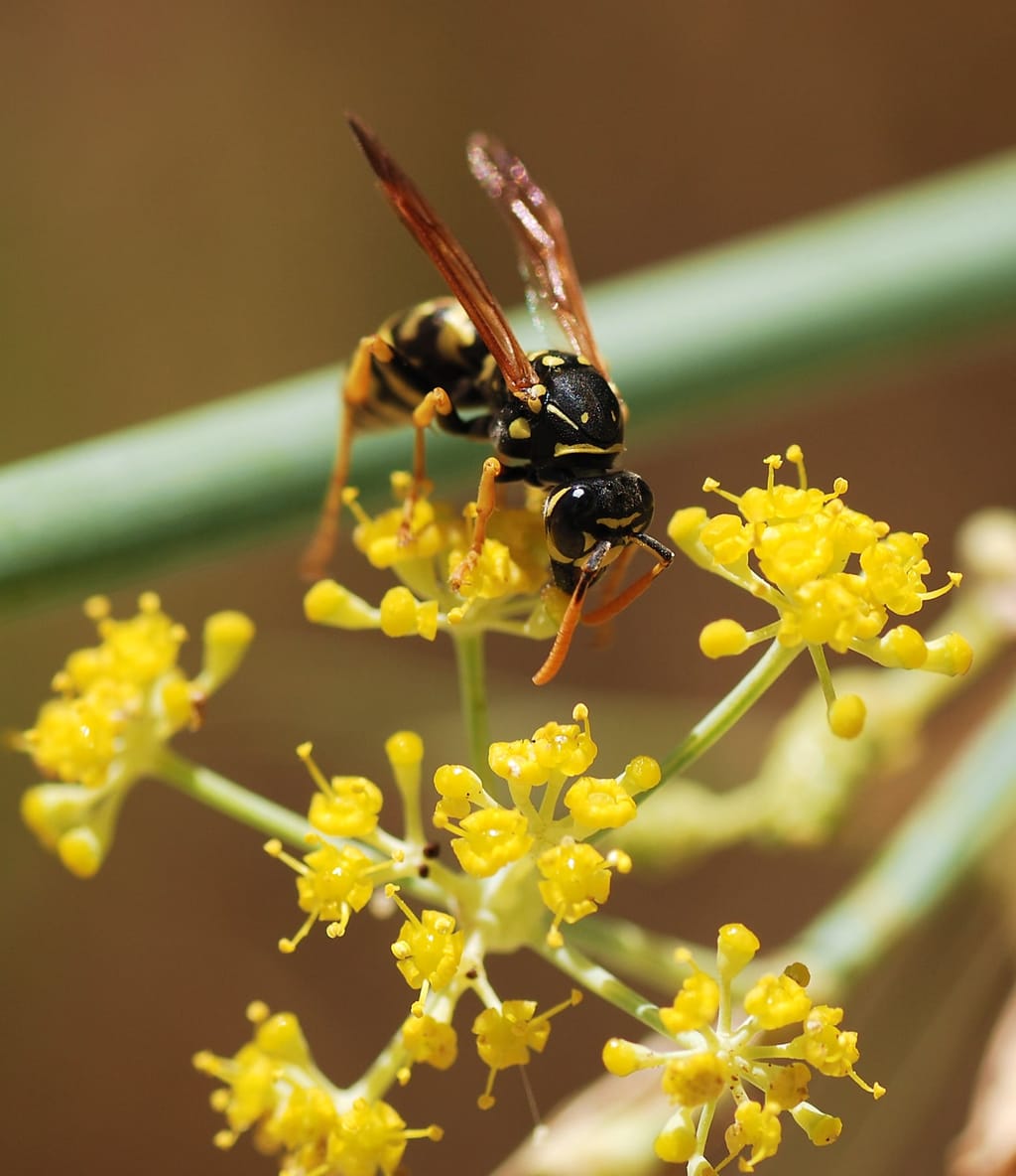 Wasp