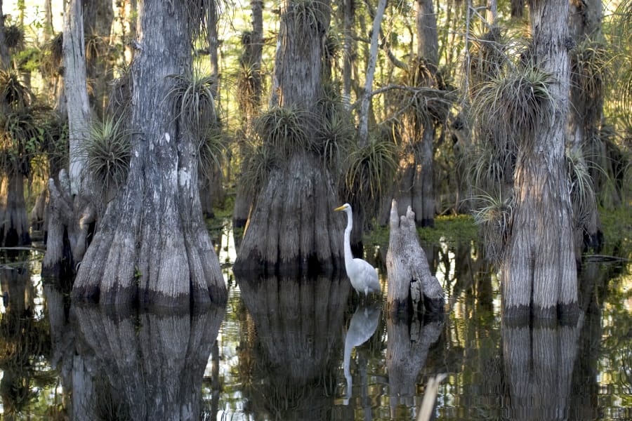 Wetland