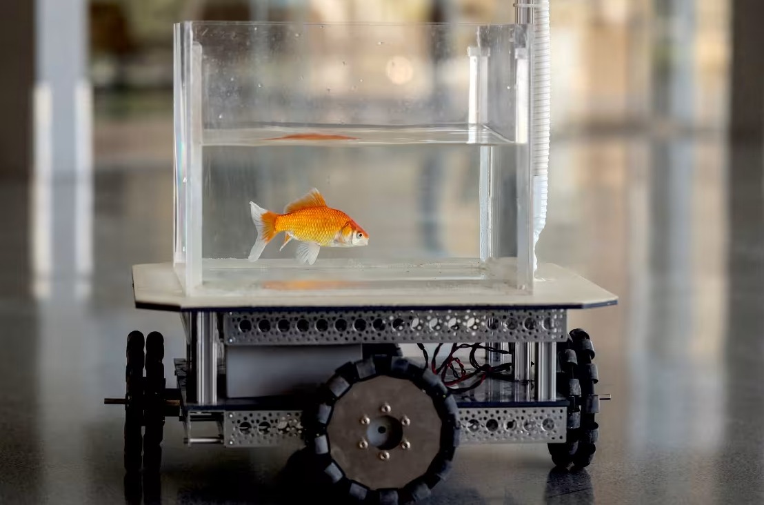 A goldfish navigates a wheeled robot at the Segev Lab, Ben-Gurion University.